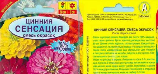 Циния: выращивание и уход в открытом грунте Циния выращивание и уход в открытом грунте