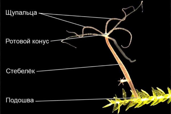 Пользователь не найден kraken