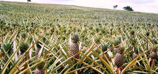 Где растут ананасы: история фрукта и основные производители
