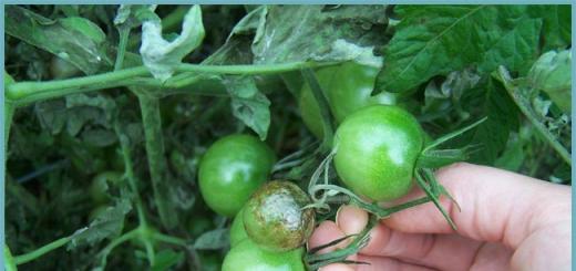 Как спасти помидоры от начинающейся фитофторы и уже заболевшие?