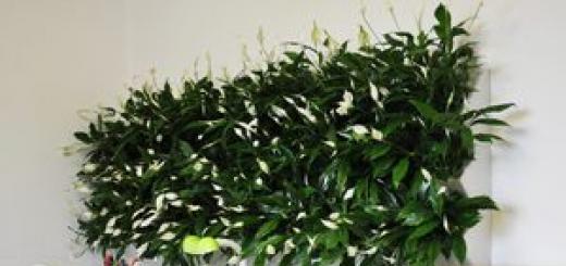 Вертикальное озеленение в квартире своими руками Растения для зеленая стена из растений