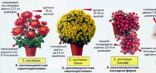 Комнатные хризантемы: как правильно ухаживать, чтоб цвели