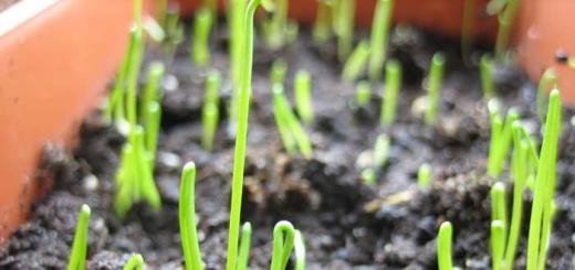 Правильное выращивание лука порей в открытом грунте Лук порей выращивание уход